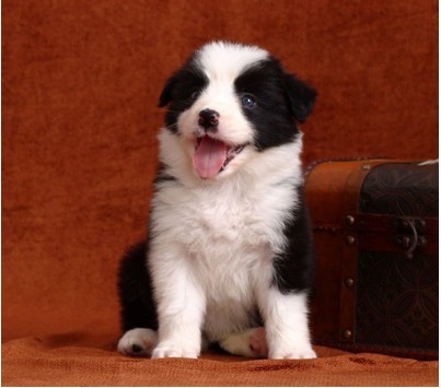 边境牧羊犬